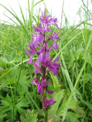 Anacamptis palustris elegans