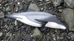 Cephalorhynchus hectori