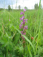 Anacamptis palustris elegans