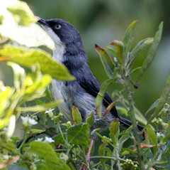 Apalis thoracica claudei