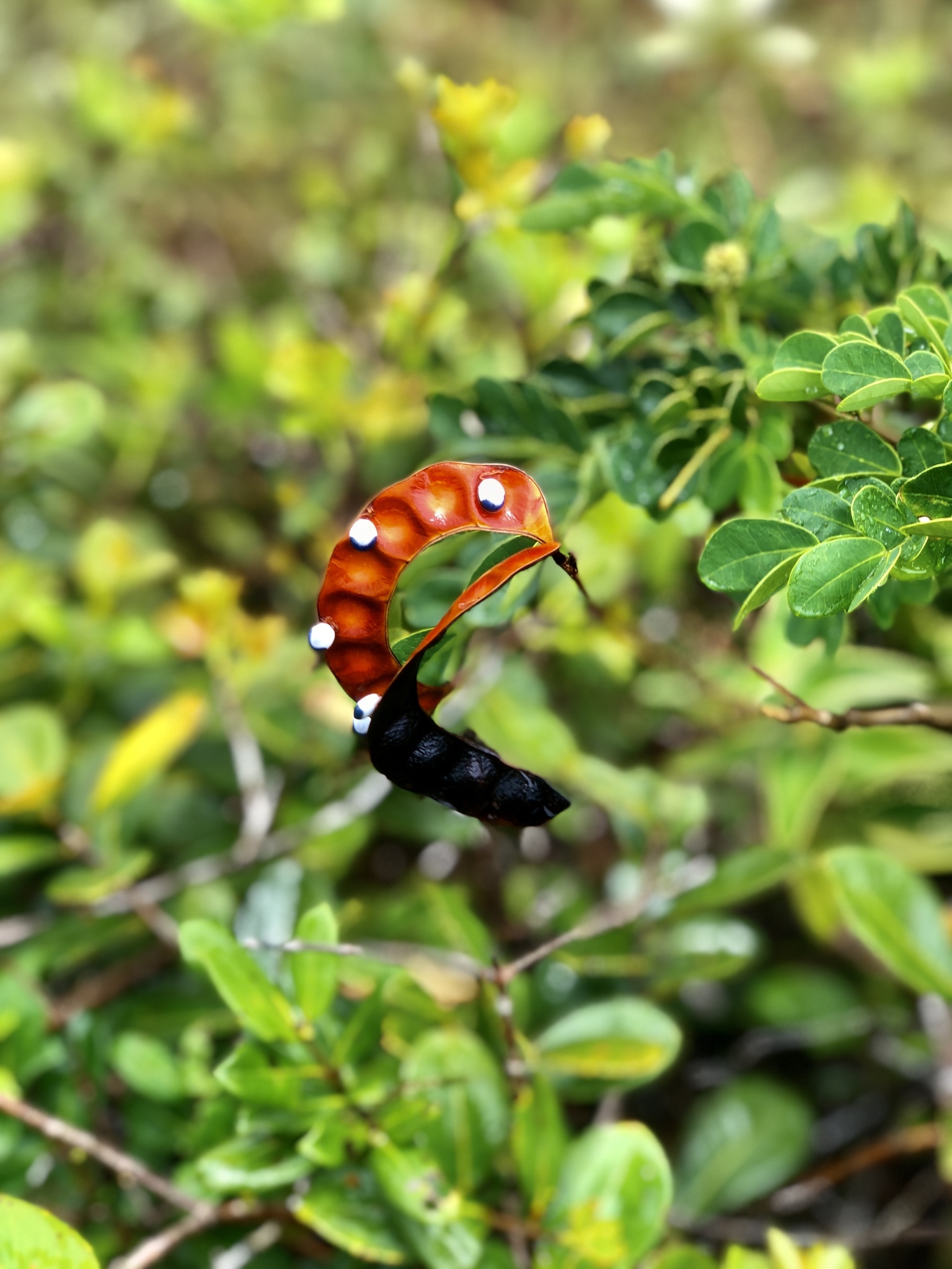 Imagem de Ingá-ferradura