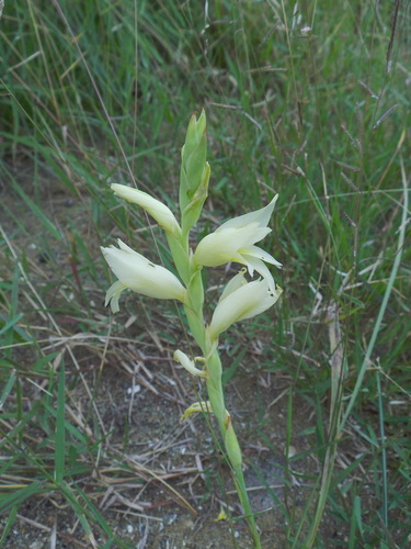 Image of Gladiolus elliotii by (c) Gerhard Sieburg, some rights reserved (CC BY-SA)