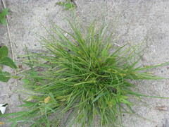 Carex secalina