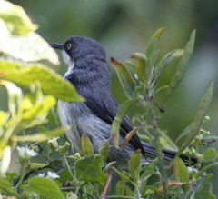 Apalis thoracica claudei