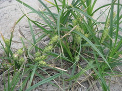 Carex secalina