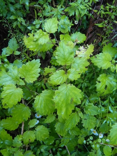 Image of Jovellana Sinclairii (Jovellana sinclairii) by (c) M Rutherford, some rights reserved (CC BY)