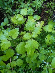 Jovellana sinclairii