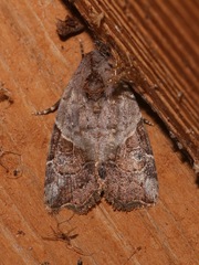 Gonodes liquida