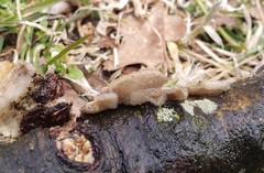 Polyporales