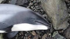 Cephalorhynchus hectori