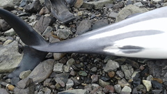Cephalorhynchus hectori