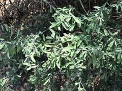 Achatocarpus oaxacanus