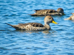 Anas georgica spinicauda