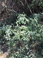 Achatocarpus oaxacanus