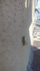 Orthoptera