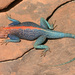 Agama tassiliensis - Photo (c) G. VIGO, μερικά δικαιώματα διατηρούνται (CC BY-NC), uploaded by G. VIGO