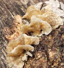Polyporales