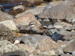 Cinclodes patagonicus chilensis
