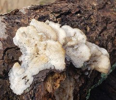 Polyporales