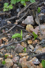 Ophioglossum thermale