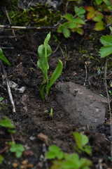 Ophioglossum thermale