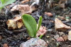 Ophioglossum thermale