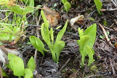 Ophioglossum thermale