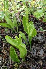 Ophioglossum thermale
