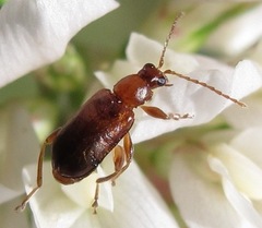 Luperaltica nigripalpis