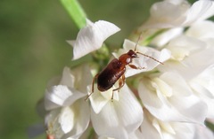 Luperaltica nigripalpis