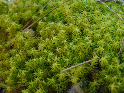 závitovka kostrbatá (Tortella squarrosa)