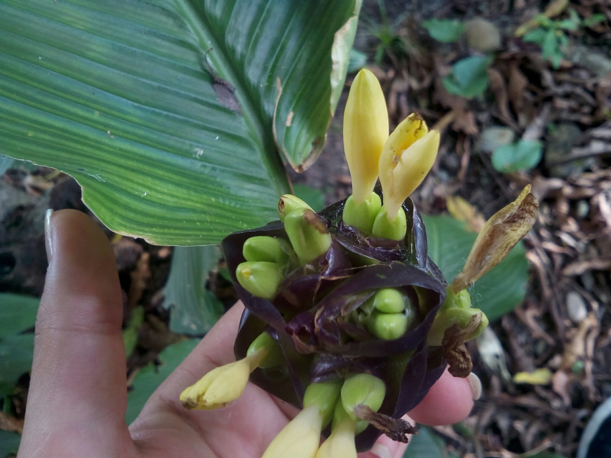 efeu wann pflanzen Gewöhnlicher Efeu | Hedera helix main image 1
