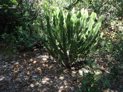 Euphorbia cooperi