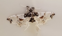 Neoleucinodes elegantalis