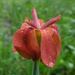 Copper Iris - Photo (c) Don Verser, some rights reserved (CC BY-NC), uploaded by Don Verser