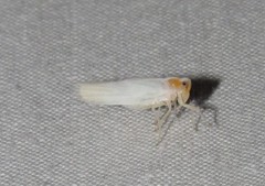 Neocenchrea heidemanni