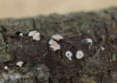 Lachnellula resinaria