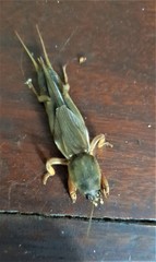 Gryllotalpa africana