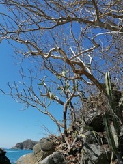 Opuntia karwinskiana