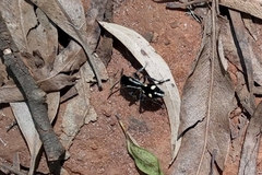 Traumatomutilla parallela