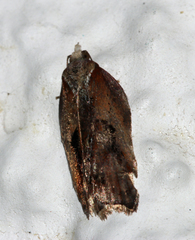 Acleris cristana