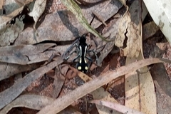 Traumatomutilla parallela