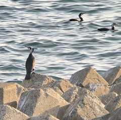 Phalacrocorax carbo