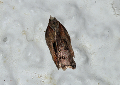Acleris cristana
