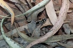 Traumatomutilla parallela