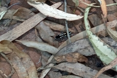 Traumatomutilla parallela