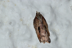 Acleris cristana