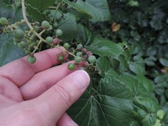 Vitis berlandieri
