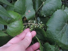 Vitis berlandieri