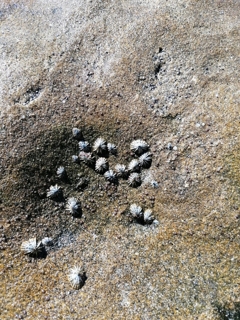 Siphonaria maura